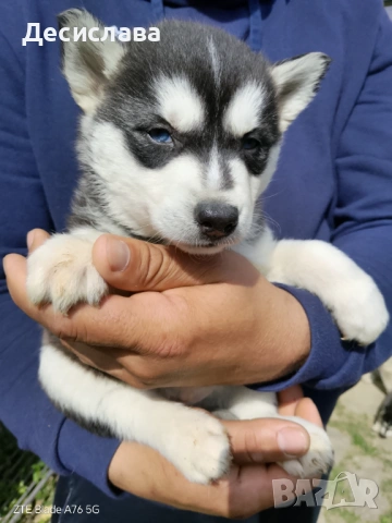  Хъски, снимка 12 - Хъски - 54180286