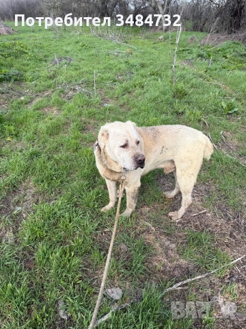 Алабай, снимка 4 - Алабай - 54042943