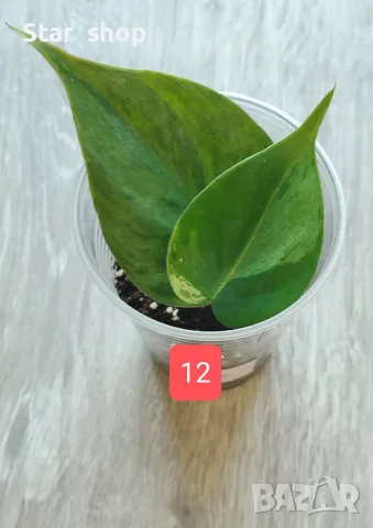 Филодендрон- Philodendron Hederaceum Variegata, снимка 12 - Стайни растения - 55295623