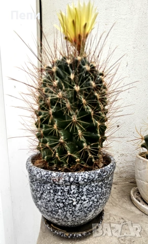 Цъфтящ кактус Thelocactus setispinus, снимка 5 - Стайни растения - 55152672