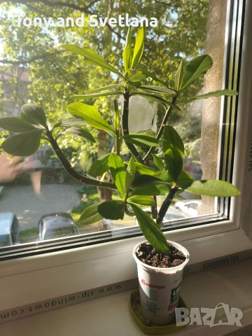 Каучуково растение (Syngonium grantii) 