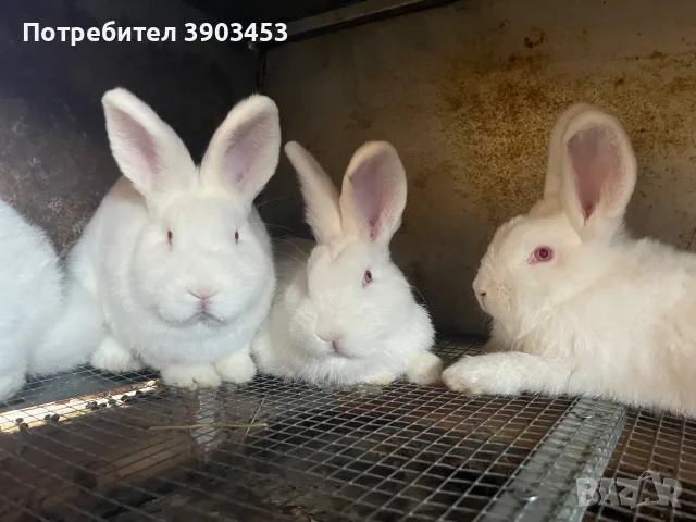 Новозеландски и Пеперуди, снимка 2 - Други животни - 55674339