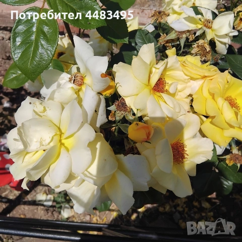 Млади насаждения розички , снимка 5 - Градински цветя и растения - 55268670