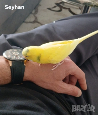 Вълнист мъжки папагал, снимка 2 - Папагали - 54333375