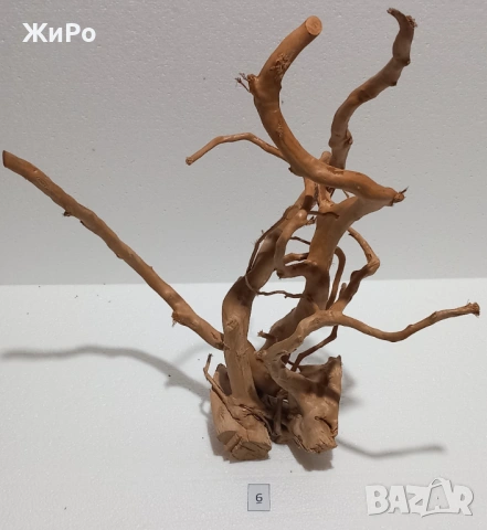 Корен от Азалия /декорация/ 6