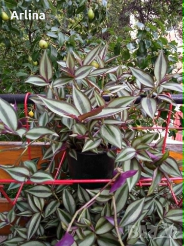 Традесканция (Tradescantia zebrina)
