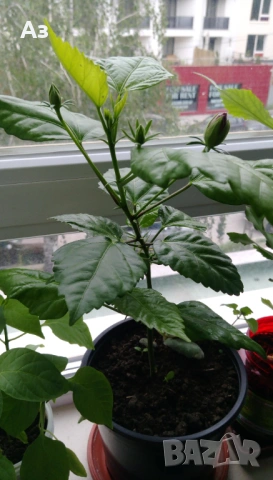 продавам цветя Китайска роза, червена, кичеста, снимка 3 - Стайни растения - 54239402