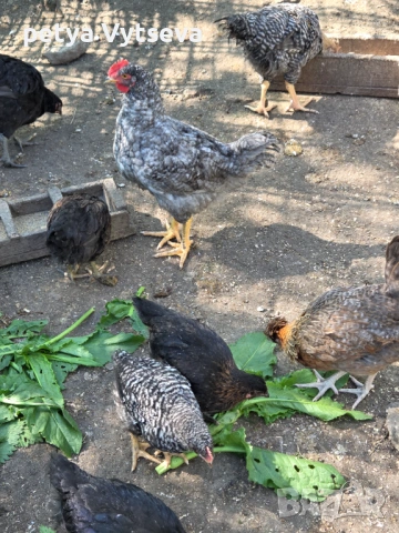 Продавам ярки и пилета, снимка 8 - Кокошки и пуйки - 54312704