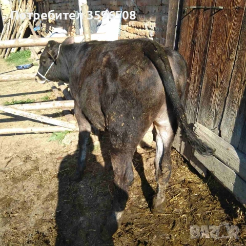 Телета Копривщица , снимка 3 - Крави - 54306693