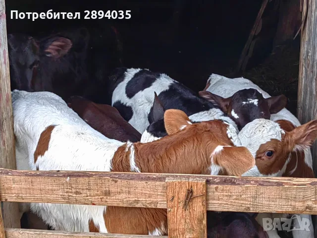 свободни бозайници и отбити телета, снимка 5 - Крави - 55419028