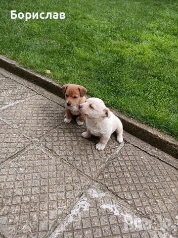 ПОДАРЯВАМ малки кученца , снимка 9 - Други - 51444287