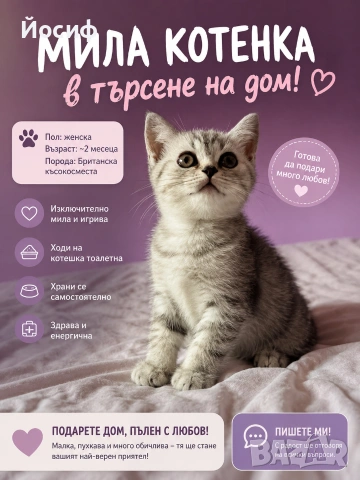 Търсят своя любящ дом – малки британски съкровища!, снимка 8 - Британска късокосместа - 54842820