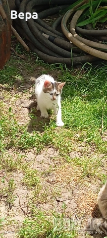 Пухкави котенца търсят удобен диван :) , снимка 6 - Други - 55171913