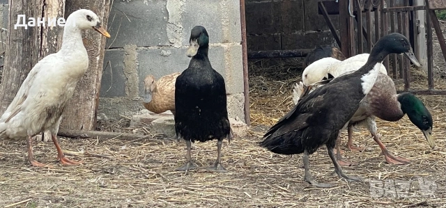 Яйца от Индийски бегач, снимка 4 - Патици и гъски - 54117284