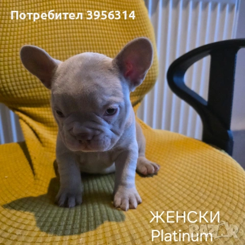 Френски булдог търси дом 🐾 Малки френски булдочета на 40 дни търсят своето  ново  семейство. , снимка 14 - Френски булдог - 54364366
