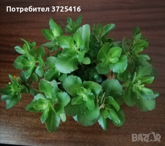 Цвете каланхое, снимка 2 - Стайни растения - 54895629