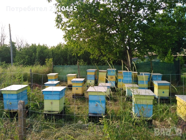 Изгодно! 7 Пчелни семейства с ДБ кошери и 15 Празни кошера с магазини (Шумен/Варна) 