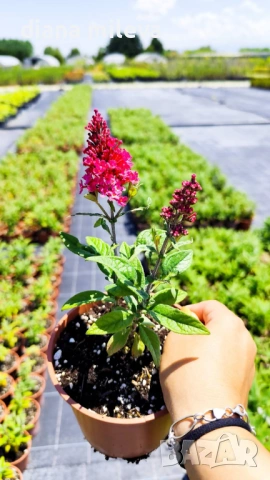 Buddleja dav. Butterfly Candy Little Ruby, снимка 3 - Градински цветя и растения - 54840666