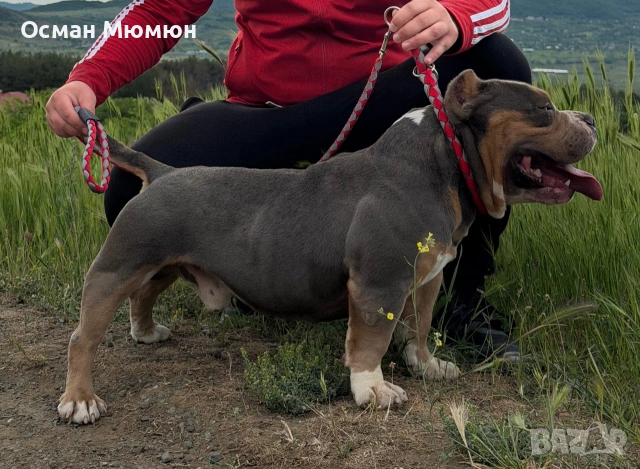 Американско були ПОКЕТ / American bully POCKET, снимка 4 - Други - 55093128