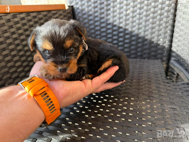 Йоркширски териер Актуално от 29.04.2026