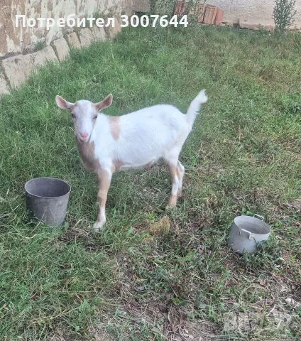 Продавам мъжко яренце