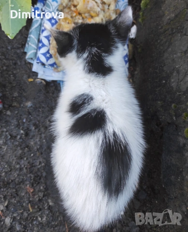 Котета търсят дом, снимка 15 - Други - 54756003