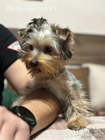 Йорки женско , снимка 2 - Йоркширски териер - 53999706