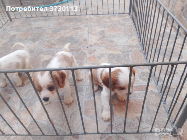 Продава Кинг Чарлз Кавалер, снимка 8 - Кавалер кинг чарлз шпаньол - 54413603