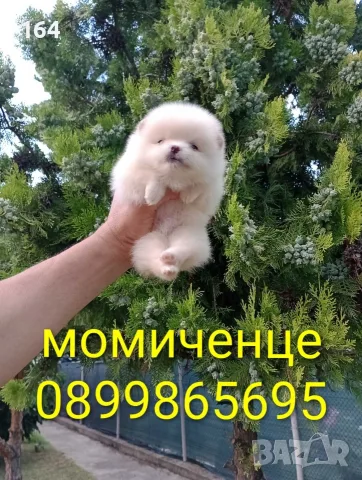 Мини момиченце. Померан. Реални снимки!
