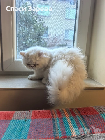 продавам персийско коте женско