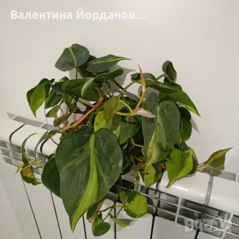 филодендрон бразил каскаден , снимка 2 - Стайни растения - 55301066