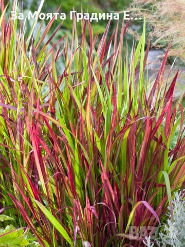 Императа , снимка 9 - Градински цветя и растения - 54020275