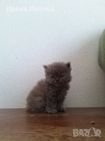 Персийски котенца, снимка 13 - Персийска - 38412283