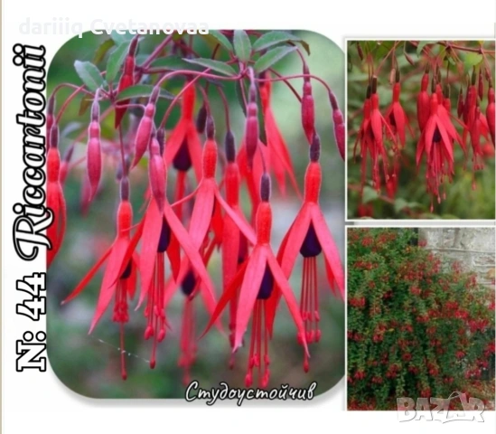 Фуксия за вашата градина , снимка 2 - Градински цветя и растения - 54220241