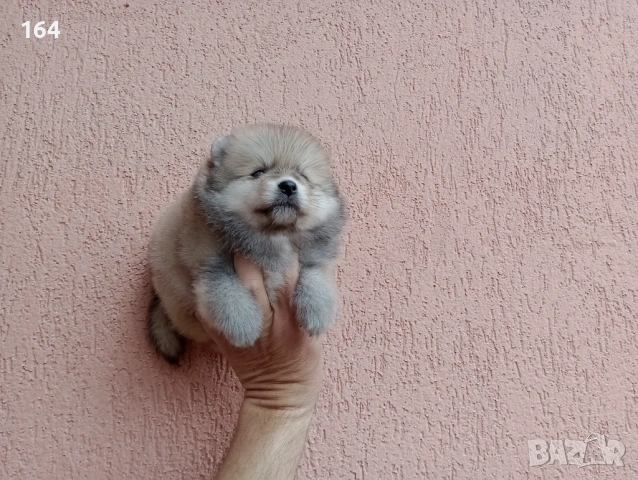 Померани. Реални снимки от 29.03.26 г., снимка 6 - Померан - 54017118