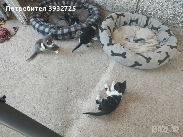 Пет котенца търсят своя дом!
Подаряваме!