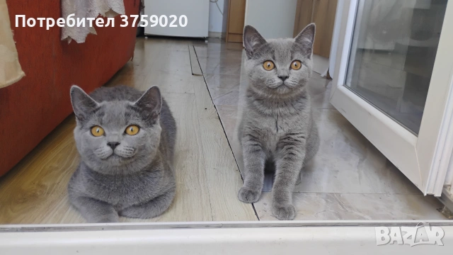 Британска късокосместа