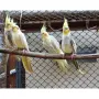 Папагали Корела Топ качество , снимка 11