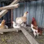 Пиленца Араукана!!!, снимка 4