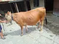 Юница "Джерсе". , снимка 8
