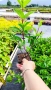 Хортензия паникулата Пинки Уинки, Hydrangea paniculata Pinky Winky, снимка 6