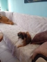 Пекинез, снимка 4