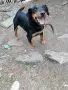 ягдтериер женски разгонена , снимка 3