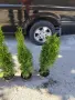 Западна туя Смарагд (Thuja occidentalis Smaragd), снимка 10