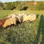 Продавам Овце/Шилета -  цена 200-250 евро, снимка 6