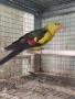 птици на добри цени 🦜, снимка 4