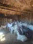 кози всичко на куп, снимка 1