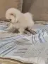 Померанче мини женско , снимка 3