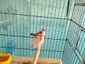 японски амадини , снимка 2