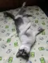 Женска котка от Перник търси дом, снимка 2